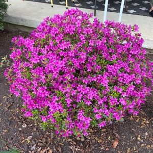 Meet your Posher, Brenda